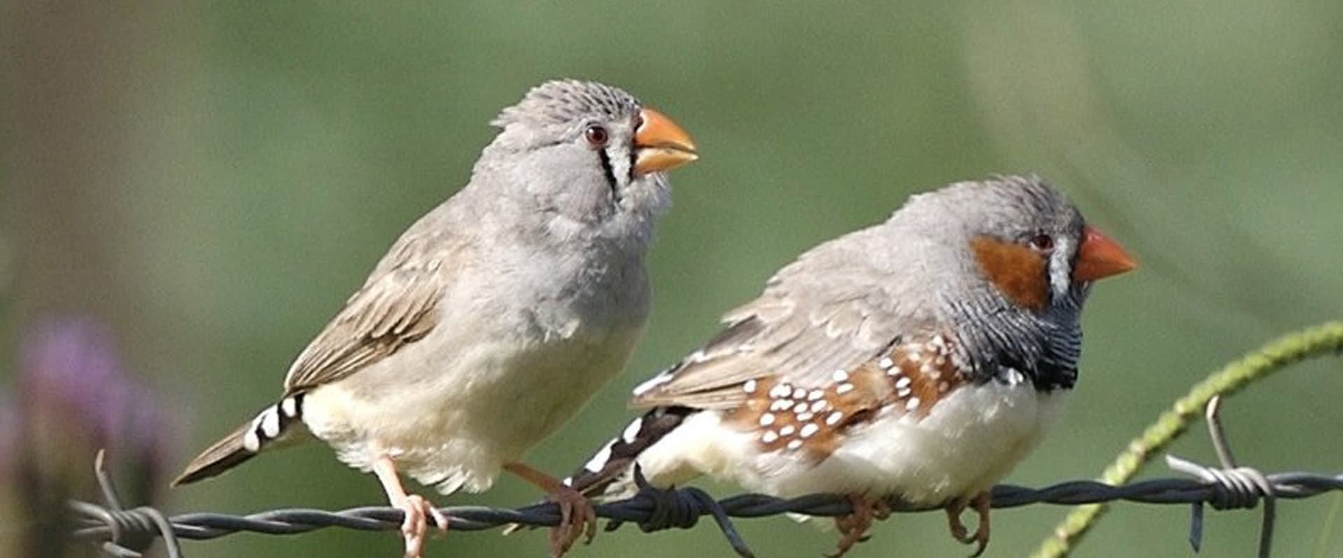 Stem Cell Technique Could Preserve Endangered Bird Species
